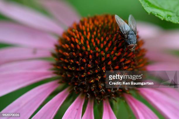 fly on bee balm - bee fly stock pictures, royalty-free photos & images