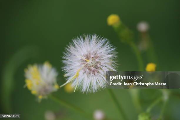 fleur des champs - immortelle fleur stock pictures, royalty-free photos & images