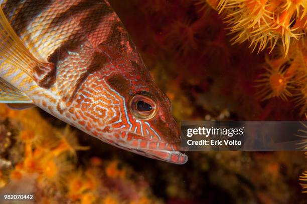 portrait de poisson - serran ecriture - hawkfish stock pictures, royalty-free photos & images