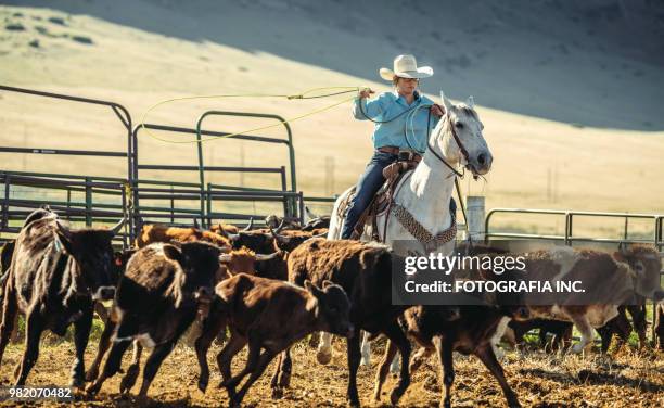 Cattle Roping Loop 5,835 Cattle In Motion Stock Photos, High-Res Pictures, and Images ...