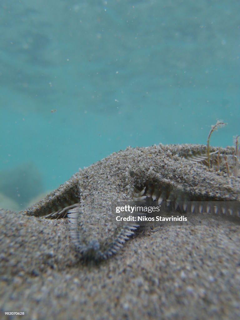 Starfish
