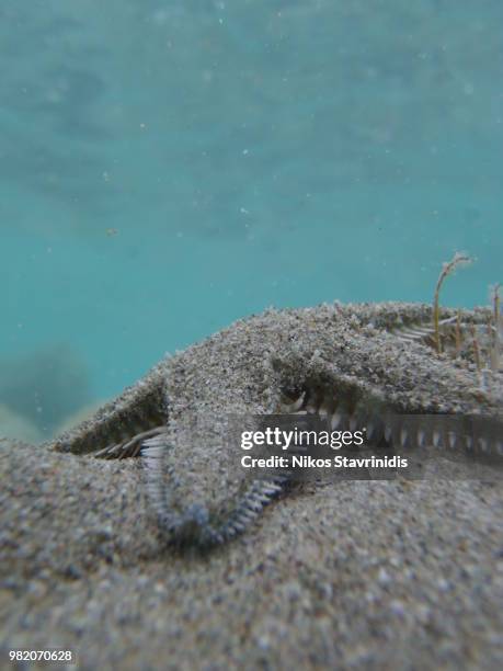 starfish - bristle worm stock pictures, royalty-free photos & images