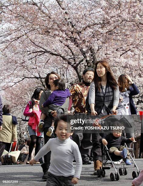 Japanese families stroll under blooming cherry trees on a riverside promenade in Tokyo on April 1, 2010. Japan's meteorological agency announced that...