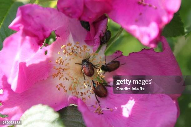 insect - rz fotografías e imágenes de stock