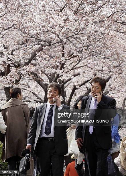 Japanese businessmen use their mobile phones as they stroll under blooming cherry trees on a riverside promenade in Tokyo on April 1, 2010. Japan's...