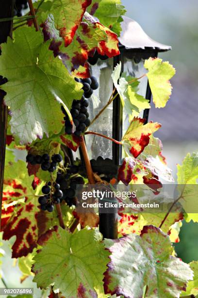 in vino... - vino stock pictures, royalty-free photos & images