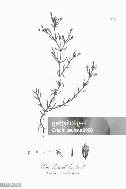 fein-leaved sandwort, alsine tenuifolia, viktorianischen botanische illustration, 1863 - sandwort stock-grafiken, -clipart, -cartoons und -symbole