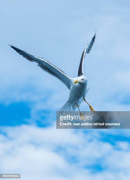une mouette - mouette stock pictures, royalty-free photos & images