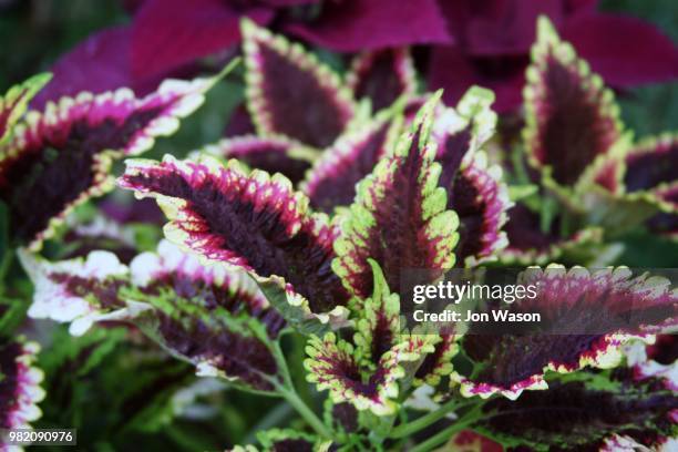 varigated coleus plant - coleus stock pictures, royalty-free photos & images