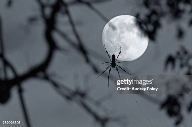 spider moon - moon spiders stock pictures, royalty-free photos & images