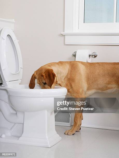 yellow labrador retriever drinking out of a toilet - usar la boca fotografías e imágenes de stock