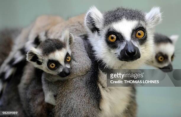 Two ring-tailed lemur babies sit on their mother's back at the zoo in Frankfurt/Main, western Germany on March 30, 2010. The babies were born at the...