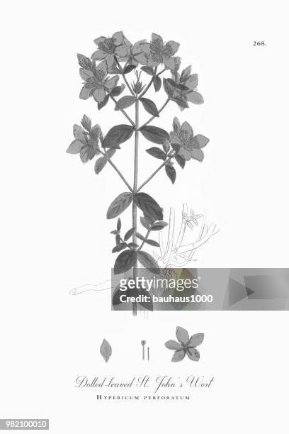 punktiert-leaved johanniskraut, hypericum perforatum, viktorianischen botanische illustration, 1863 - st john's wort stock-grafiken, -clipart, -cartoons und -symbole