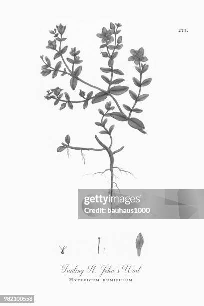 nachgestellte johanniskraut, hypericum humifusum, viktorianischen botanische illustration, 1863 - st john's wort stock-grafiken, -clipart, -cartoons und -symbole