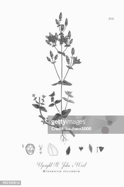 aufrechte johanniskraut, hypericum pulchrum, viktorianischen botanische illustration, 1863 - st john's wort stock-grafiken, -clipart, -cartoons und -symbole