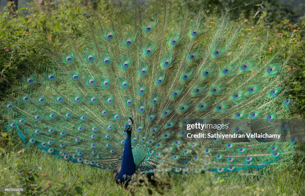 Pecock High-Res Stock Photo - Getty Images
