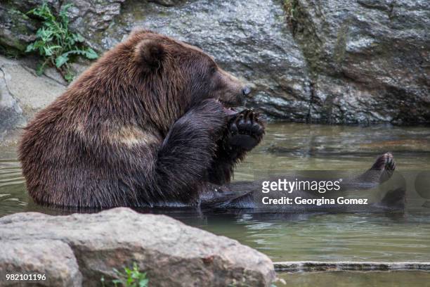 grizzly bear sitting in water - big bums stock-fotos und bilder