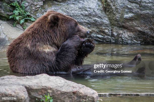 grizzly bear sitting in water - water bear stock pictures, royalty-free photos & images