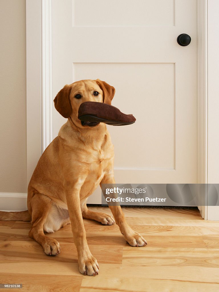 Labrador retriever with slipper in his mouth