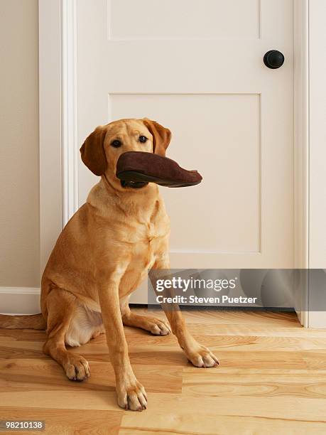 labrador retriever with slipper in his mouth - carrying in mouth stock pictures, royalty-free photos & images