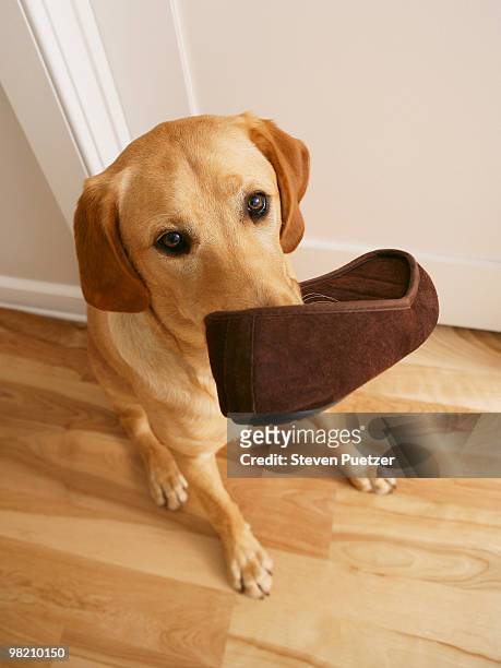 labrador retriever puppy with slipper in his mouth - im mund tragen stock-fotos und bilder