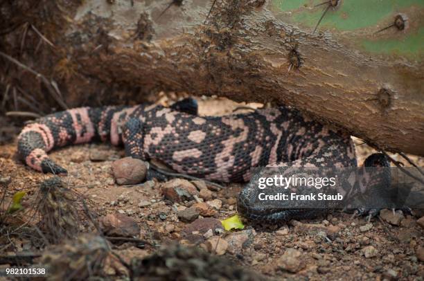 gila monster - gila monster stock pictures, royalty-free photos & images