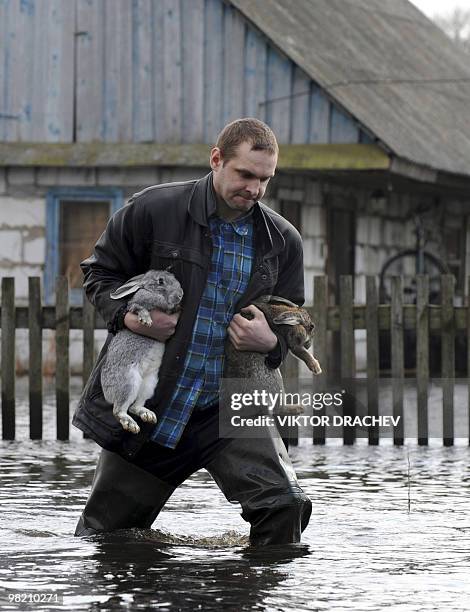 Man Kicks Rabbit A Belarussian man carries rabbits through knee-high water in the ...