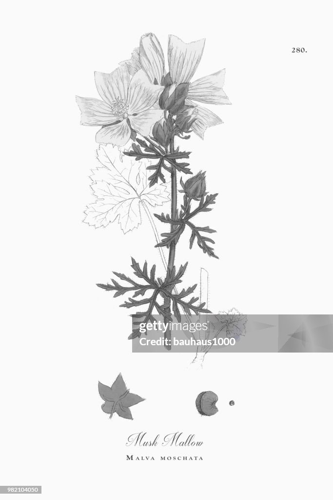 Musk Mallow, Malva moschata, Victorian Botanical Illustration, 1863