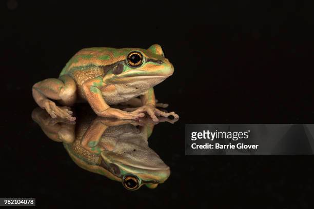 golden bells tree frog - golden frog stock pictures, royalty-free photos & images