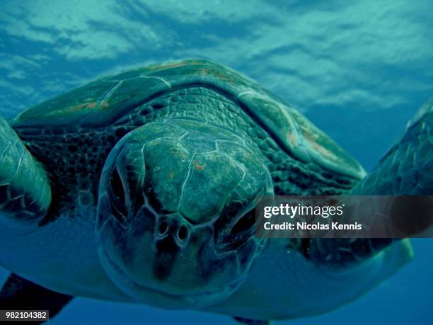 turtle las galletas - tenerife - kennis stock pictures, royalty-free photos & images