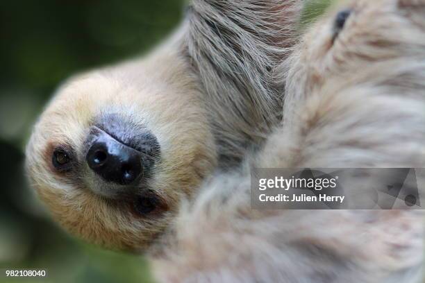 sloth - hoffmans two toed sloth stock pictures, royalty-free photos & images