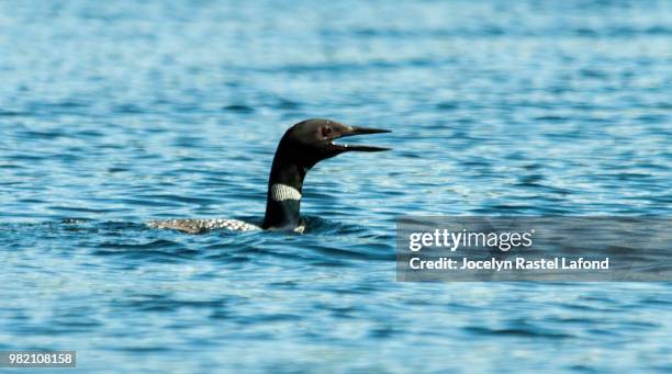 plongeon huard 1 - plongeon stock-fotos und bilder