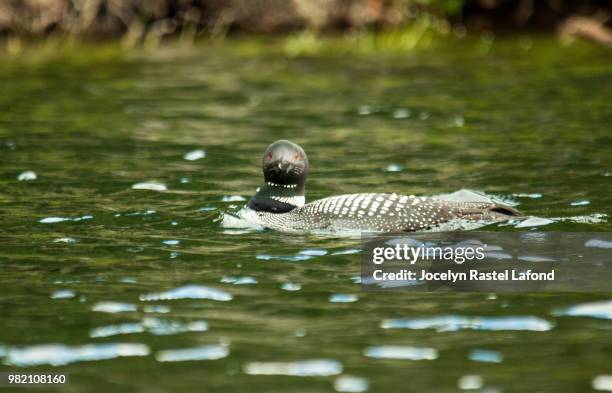 plongeon huard - plongeon stock pictures, royalty-free photos & images