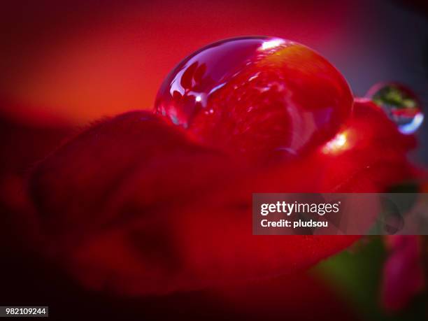 goutte - goutte stock pictures, royalty-free photos & images