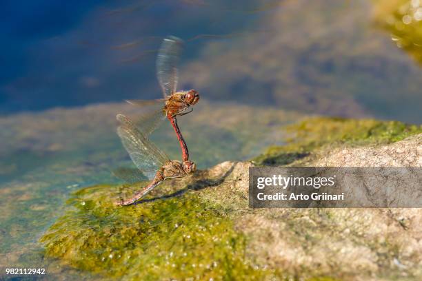 mating game - mating game stock pictures, royalty-free photos & images