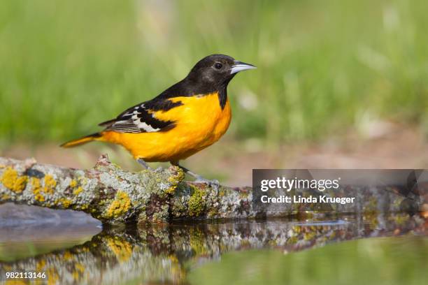 blazing glory! - oriole du nord photos et images de collection