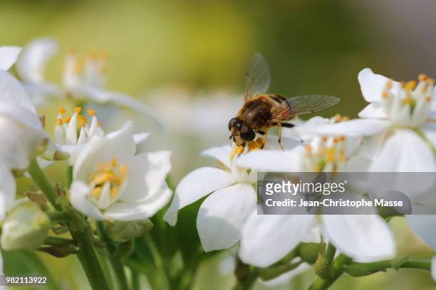 abeilles sur fleur d'oranger ii - fleur oranger stock pictures, royalty-free photos & images