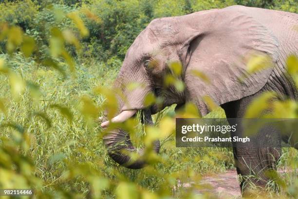 the indian elephant (elephas maximus indicus) - elephas stock pictures, royalty-free photos & images