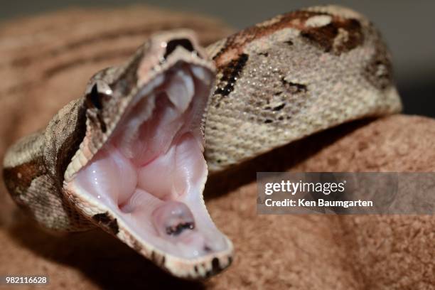 laughing out loud - boa constrictor stock pictures, royalty-free photos & images