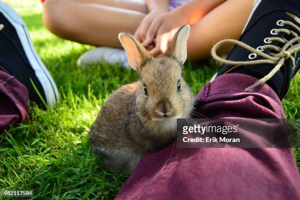 honey bunny - next i moran stock pictures, royalty-free photos & images