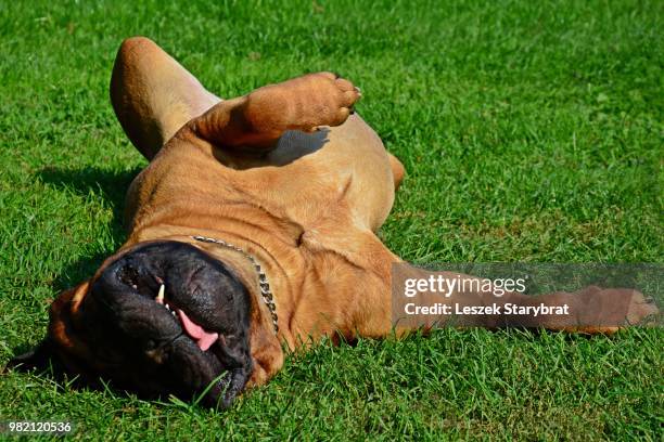 bullmastiff dog relaxing on the grass - bull mastiff fotografías e imágenes de stock