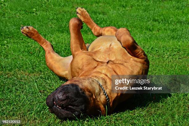 bullmastiff dog relaxing on the grass - bull mastiff stock-fotos und bilder