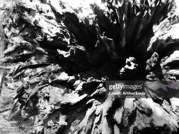 base of a fallen redwood - st helena stock pictures, royalty-free photos & images