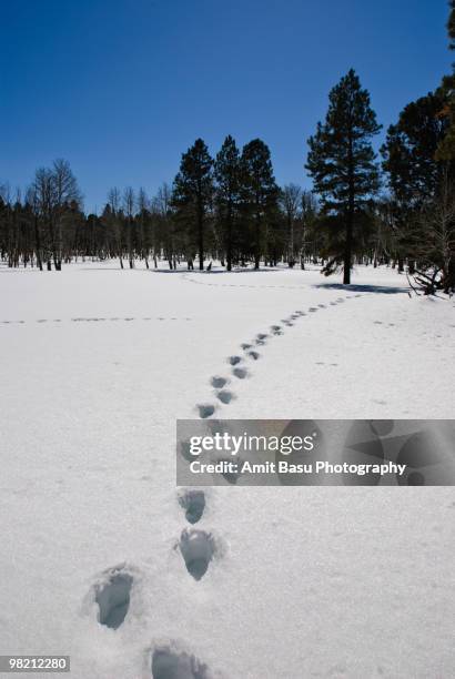 footsteps on virgin snow - amit basu stockfoto's en -beelden