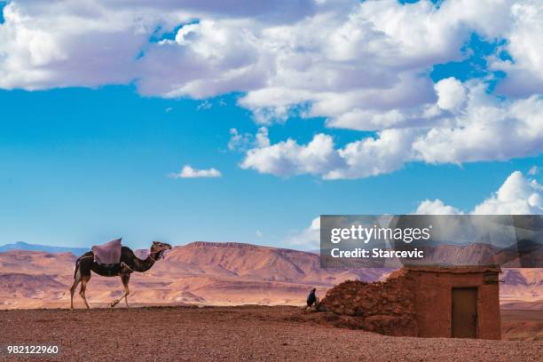 camellos en el norte de áfrica - marruecos - montañas atlas fotografías e imágenes de stock