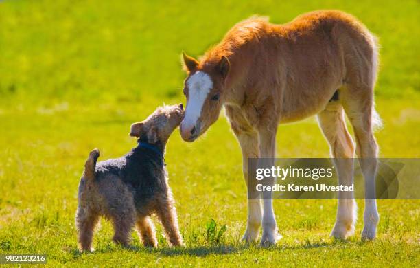 friendship - veulen stockfoto's en -beelden