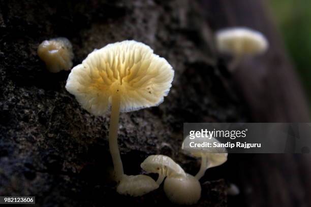 mushrooms - rajguru stock pictures, royalty-free photos & images