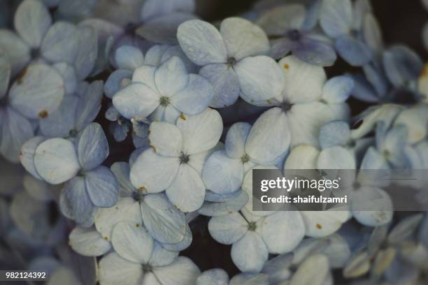close up of beautiful small flowers blossom in wild garden. soft focus and bokeh. - shaifulzamri - fotografias e filmes do acervo