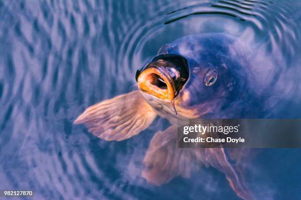 a koi carp surfacing in the shinjuku gyoen national garden, tokyo, japan - carp ストックフォトと画像