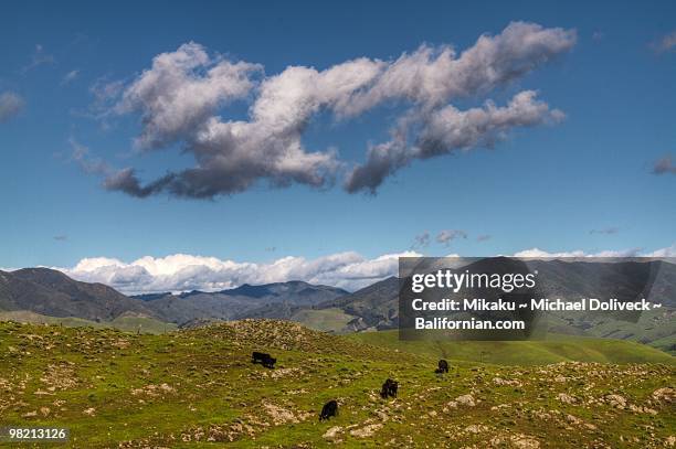 crazy  cloud and cows - cayucos stockfoto's en -beelden